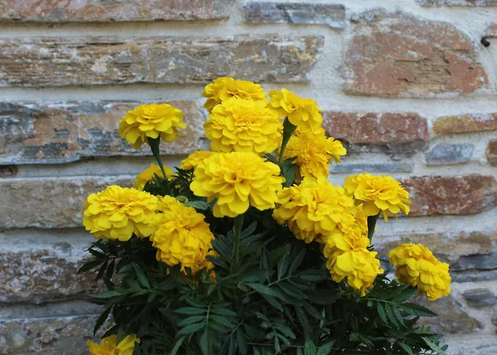 Apartment Archontiko Papoutsi