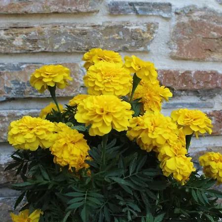 Apartment Archontiko Papoutsi